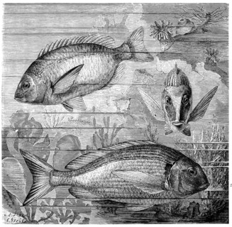 Fish