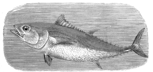 Fish