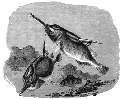 Fish