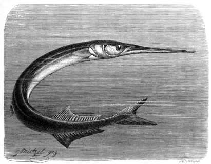 Fish