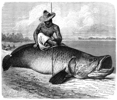 Fish