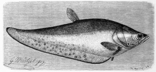 Fish