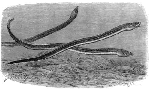 Fish