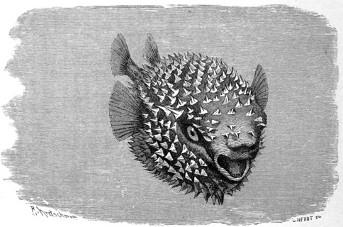 Fish