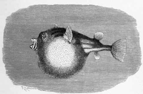 Fish