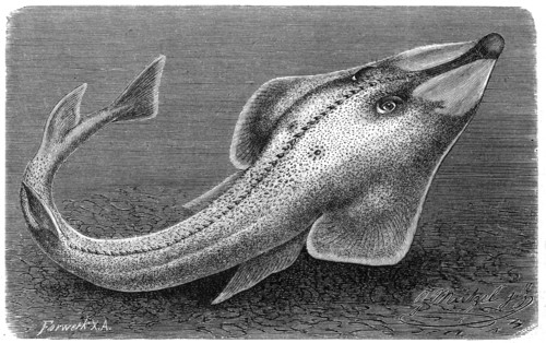 Fish