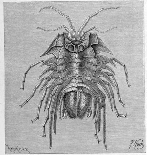 Serolis Bromleyana