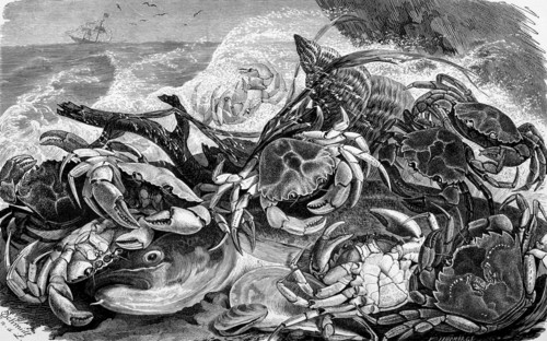 Crabs