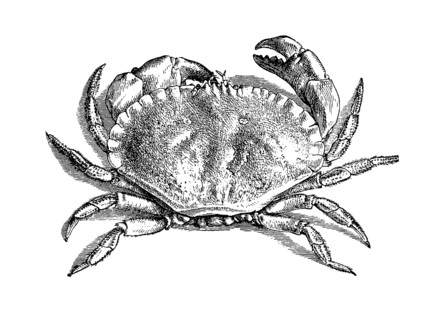 Crab