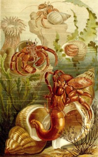 Common Hermit Crab