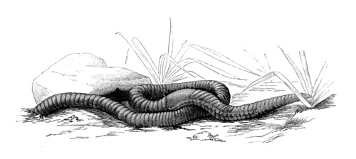 Earthworm