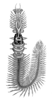 Chaetopterus Variopedatus