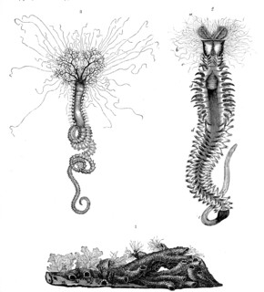 1. Tubes Of Hermella Alveolata