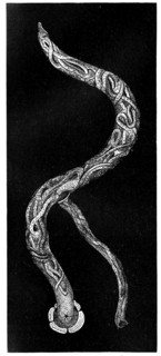 Tracheal Worm