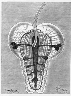 Pterosoma Planum