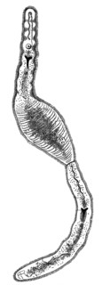 One-Eyed Narrowmouth