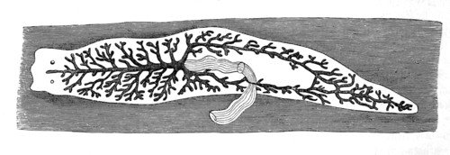 Outline Of A Dendrocoele