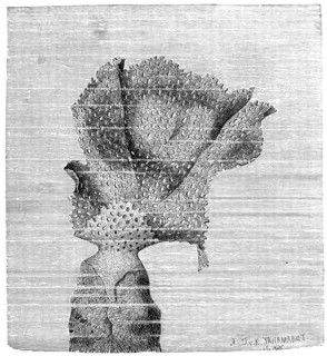 Net Coral