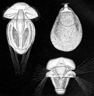 Developmental Stages Of Argiope