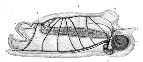 Salpa Maxima