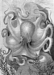 Common Octopus Or Common Octopus