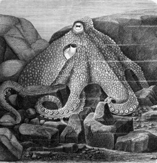 Octopus