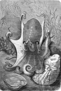 Musk Octopus