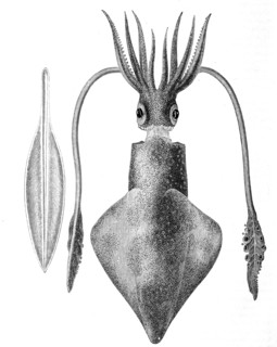 Squid