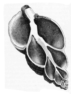 Whelk