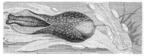 Common Spherical Snail