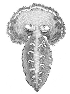 Veil Snail