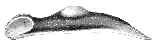 Broad-Headed Lancet