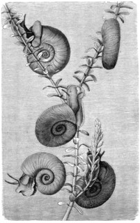 Ramshorn Snail