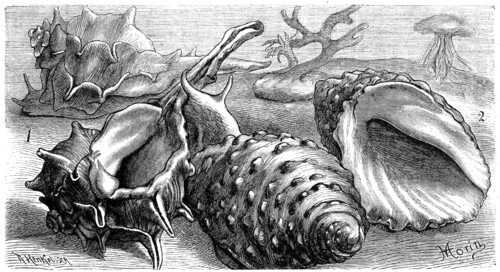 1. Purpura Haemastoma