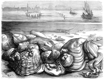 Oyster Bank And Oyster Fishery In The Mediterranean