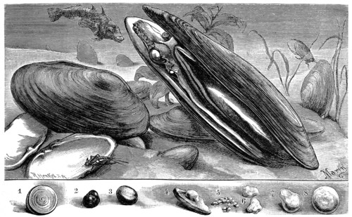 Freshwater Pearl Mussel