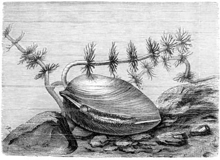 Great Swan Barnacle