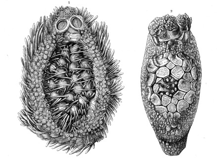 1. Breast Pocket From Hemiaster Philippii
