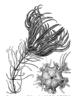 Pentacrinus Caput Medusae