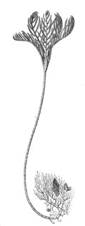 Root Crinoid