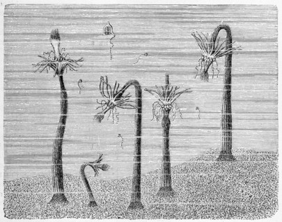 Group Of The Corymorphanutans Together With All Isolated Jellyfish