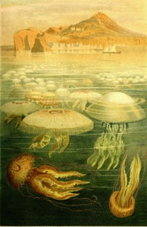 Umbrella Jellyfish Or Disc Jellyfish