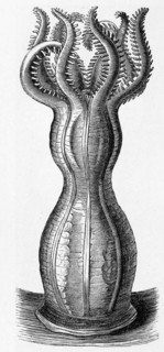 Monoxenia Darwinii