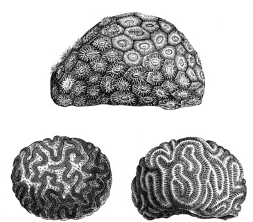 Above: Star Coral