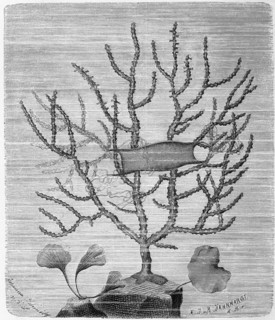 Eunicella Verrucosa