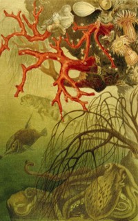 Precious Coral