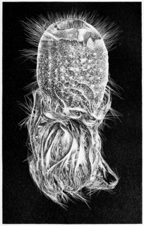 Pheronema Carpenteri