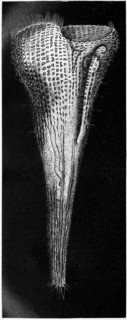 Rösel'S Trumpet Animal