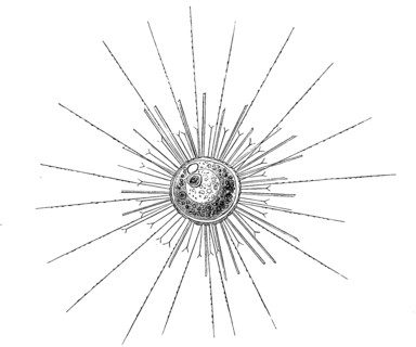 Acanthocystis Turfacea