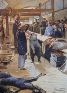 Bear Auction In The Berlin Market Hall